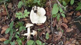 Tricholome de la St Georges, le top champignon - Saint George's tricholoma, the top edible mushroom