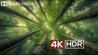 FOREST AMBIENCE in 4K HDR 60 FPS DOLBY VISION  - Relaxation Video