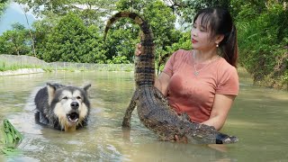 Catch strange crocodiles in fish ponds, and, harvest taro to sell at the market, Peaceful life