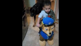 Rottweiler following Toddler on Chase Plush Ride on