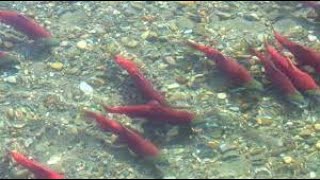 Sockeye Salmon Fish lined up #fish #salmon #salmonfish#beautyofnature#animals #cute #mamals #shorts