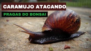 ☀️Combate a Pragas e Doenças em Bonsai: Caramujos - Estratégias Eficazes