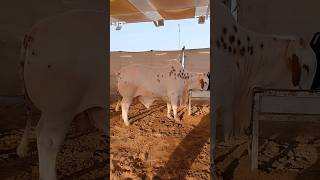 malir mandi karachi cattle rates update | cow mandi 2024| #shortvideo #cowvideosco