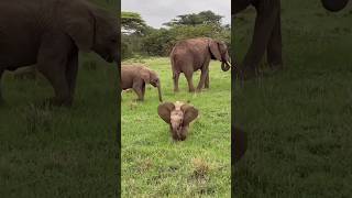 #funny #elephant #animals #wildlife #nature #beautiful #youtubeshorts #shorts