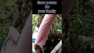 Growing potato in sack #shorts