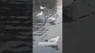 Swimming Seagull 🐦 #seagulls #seagullwatch #seagullswimming #seagulllover #birds #bird #birdsounds