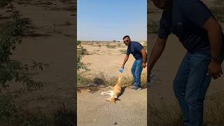 Emotional Video 😭 Dog Road Accident 😢 #rescuedog #viralshorts