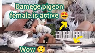 good news 🤩 our pigeon active 🤩