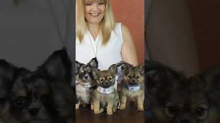 3 Fluffy Chihuahua Puppies #sweetiepiepets #puppy #longhairedchihuahua #chihuahuapuppy #puppies