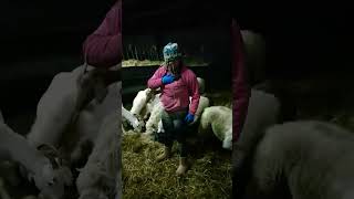 tripped over sheep. #sheep #farming #shorts  #animals #livestock #farm #goats #selfsufficiency