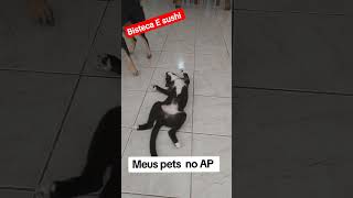 rotina de quem tem pet em apartamento 🤡#pets #diversão #animaisemapartamento #animais