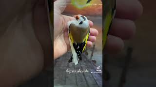 Chardonnerets goldfinches jilgueros cardellino stieglitz pintassilgos الحسون المقنين بومزين