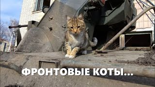 Фронтовые коты.