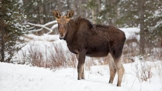 ОХОТА на ЛОСЯ ПОДНЯЛИ ЛОСЕЙ ОХОТА на ЛОСЯ с ПОДХОДА АКЕЛА ПРОМАХНУЛСЯ