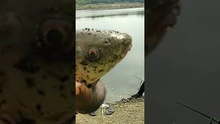 Catching Big Rohu Fish 🐟 Amazing Catch 🐟 Fishing Video 🐟 Indian Fishing Group #shorts #fishing #fish