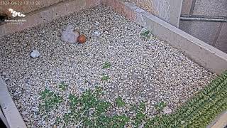 Peregrine FalconCam: Second Chick Hatched!