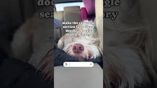 Aussiedoodle Google search history #aussiedoodle #funnydogvideos