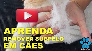 APRENDA A REMOVER O SUBPELO EM CÃES COM A ESCOVAÇÃO. DICA #1