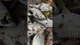 Amazing village Fishing videos #fish #fishing #villagefishing #shorts #foryou #viral #trending