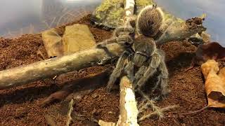 Zoo School Live! - 10.20.20 - Tarantulas