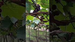 Uva em casa? Assista e aprenda! #shorts #agricultura #youtube #plantas