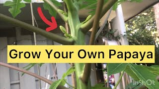 Grow Your Own Papaya