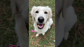 She definitely keeps things interesting! #goldenretrieverlife #goldenretrievers #funnydogvideos