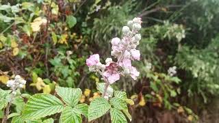 Zarzas de mora en flor y chaparrón de primavera-verano en el campastro