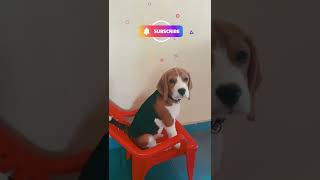 Smart Beagle Puppy Wants A Chair😂 | #Shorts