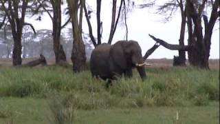 28 - John Goldie in the Ngorongoro Crater (part4).