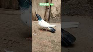 Singal नर Sold Out Gorakhpur में-8707698889 #lucknowpigeon #pigeon #shortvideo