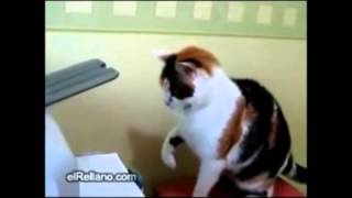 Cat vs Printer - funny!!