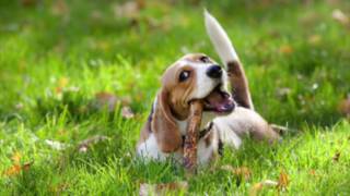 Beagle Information