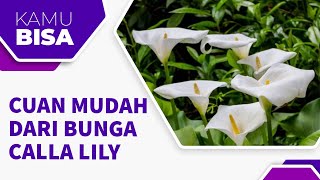 RAHASIA CUAN MUDAH DARI BISNIS BUNGA CALLA LILY