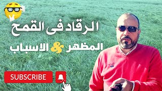 الرقاد فى القمح  اتعرف على السبب وطريقة العلاج/Causes of remission in wheat and treatment