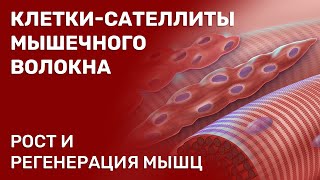 Клетки-сателлиты мышечного волокна. Рост и регенерация мышц.