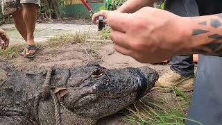 How to: tape a gator