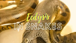 #ecdysis How do snakes shed their skin?