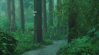 Listen to the rain on the forest path, relax, reduce anxiety, and sleep deeply