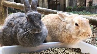 A wild rabbit as beautiful as a Russian blue