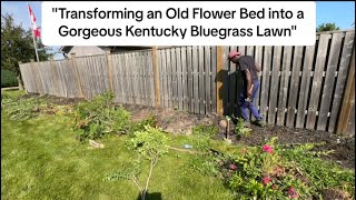 "Transforming an Old Flower Bed into a Gorgeous Kentucky Bluegrass Lawn"