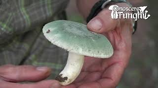 Conoscere i Funghi: Russula virescens [ COMMESTIBILE ]