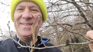 EcoGeeko The Alder tree Alnus glutinosa