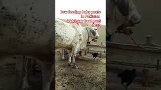 cow feeding goats baby #shortsyoutube #shortviral #shortsfeed #viral #cow #viralvideo