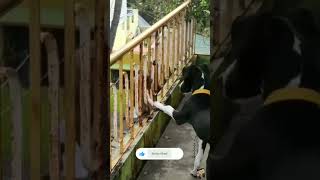 कुक्कुर का मुंह छुआ 😂😂 #comedy #realfools #funny #animal #viralvideo #trendingshorts #monkey #shorts