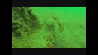 Egmont Key Reef Pyramids - Batfish