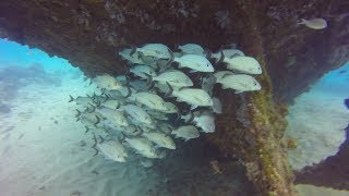 Scuba Diving on the Six Shipwrecks in Carlisle Bay, Barbados