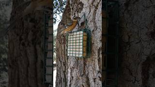 Black-headed Grosbeak🐦Afternoon Suet Snack #blackheadedgrosbeak