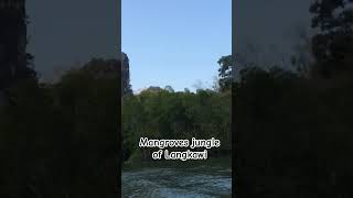 Mangroves of Langkawi Island | Malaysia | Nature | Travelling