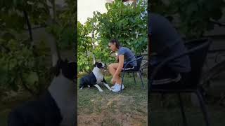 American bully dog WhatsApp status video🎉😎🎉#pitbull#viral#dogfight#populardogs#shorts 🔥🔥🔥